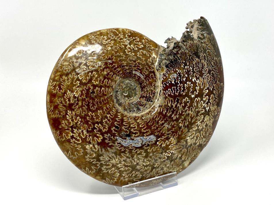 Ammonite Cleoniceras Polished Very Large 26cm