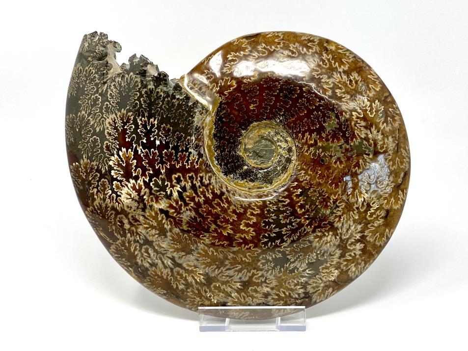 Ammonite Cleoniceras Polished Very Large 26cm