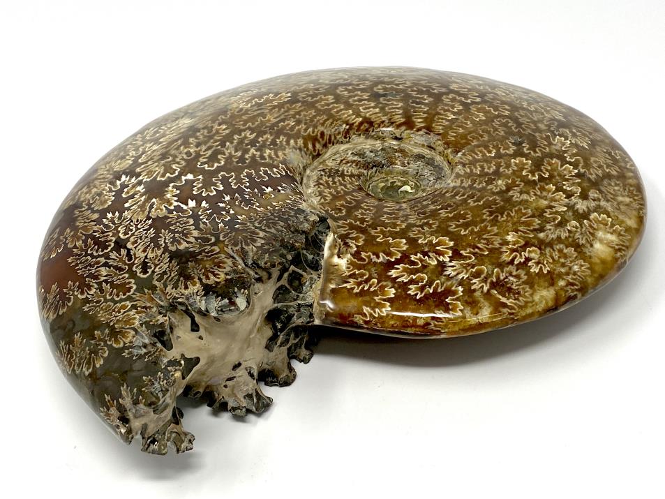 Ammonite Cleoniceras Polished Very Large 26cm