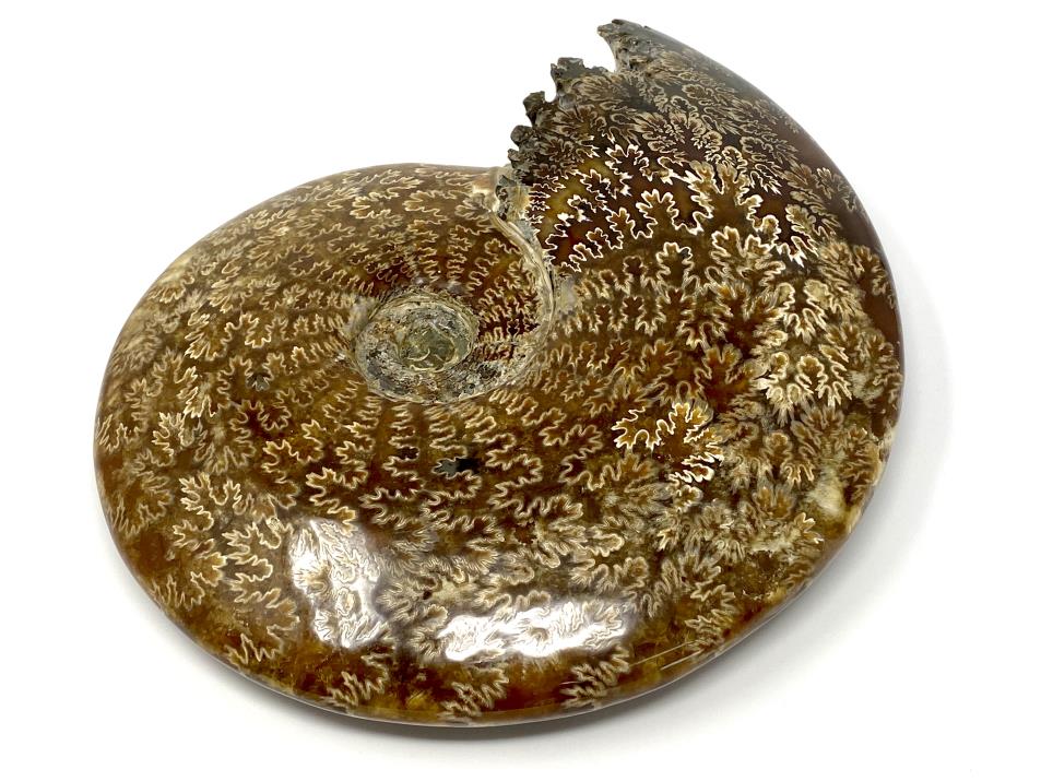 Ammonite Cleoniceras Polished Very Large 26cm