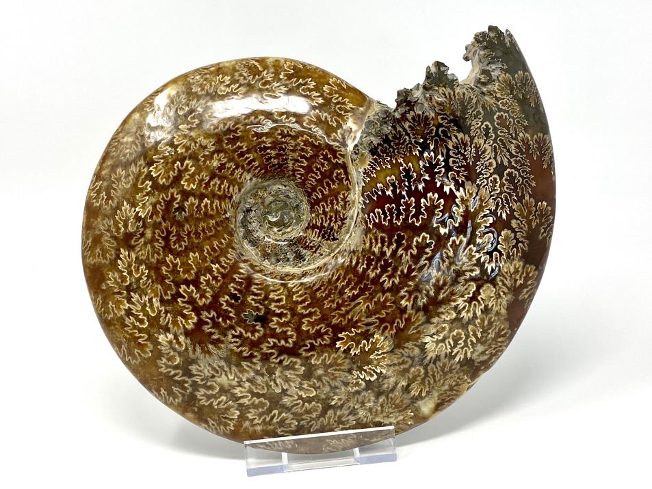 Ammonite Cleoniceras Polished Very Large 26cm