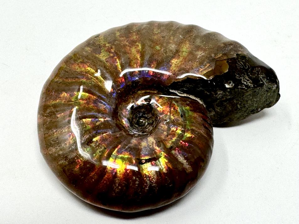 Rainbow Iridescent Ammonite Fossil 4.7cm