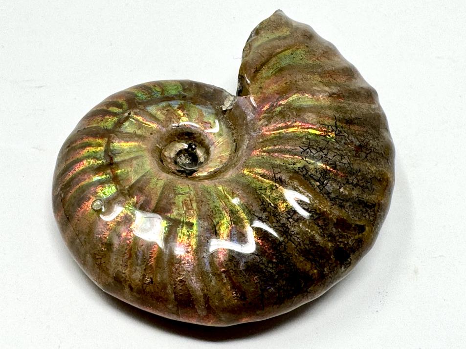 Rainbow Iridescent Ammonite Fossil 4.7cm