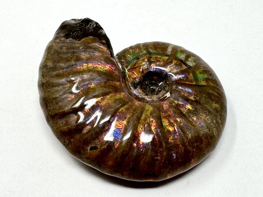 Rainbow Iridescent Ammonite Fossil 4.7cm