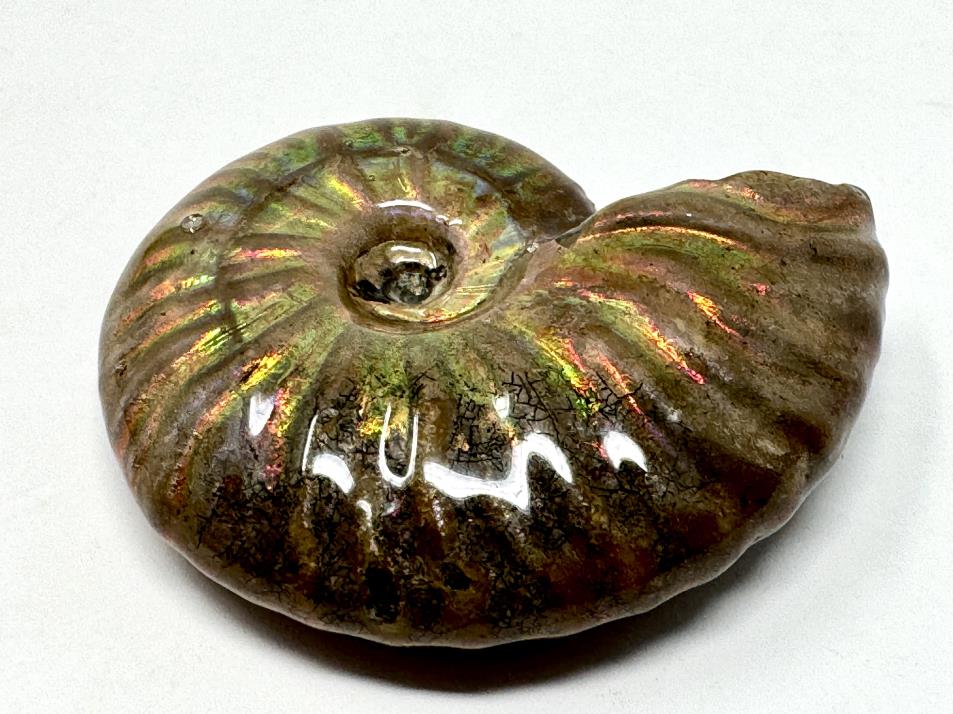 Rainbow Iridescent Ammonite Fossil 4.7cm