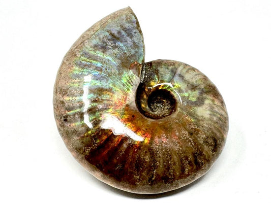 Rainbow Iridescent Ammonite Fossil 5.1cm