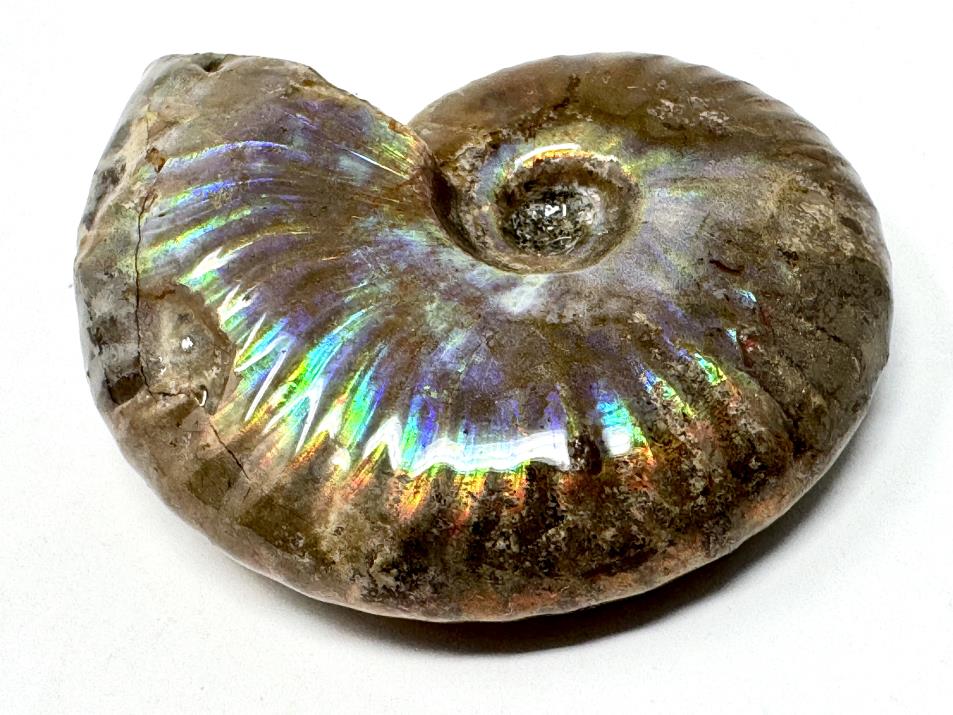 Rainbow Iridescent Ammonite Fossil 4.6cm