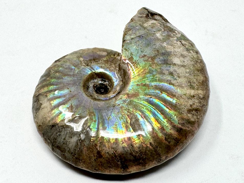 Rainbow Iridescent Ammonite Fossil 4.6cm