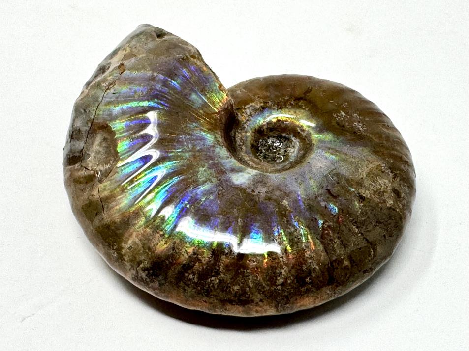 Rainbow Iridescent Ammonite Fossil 4.6cm