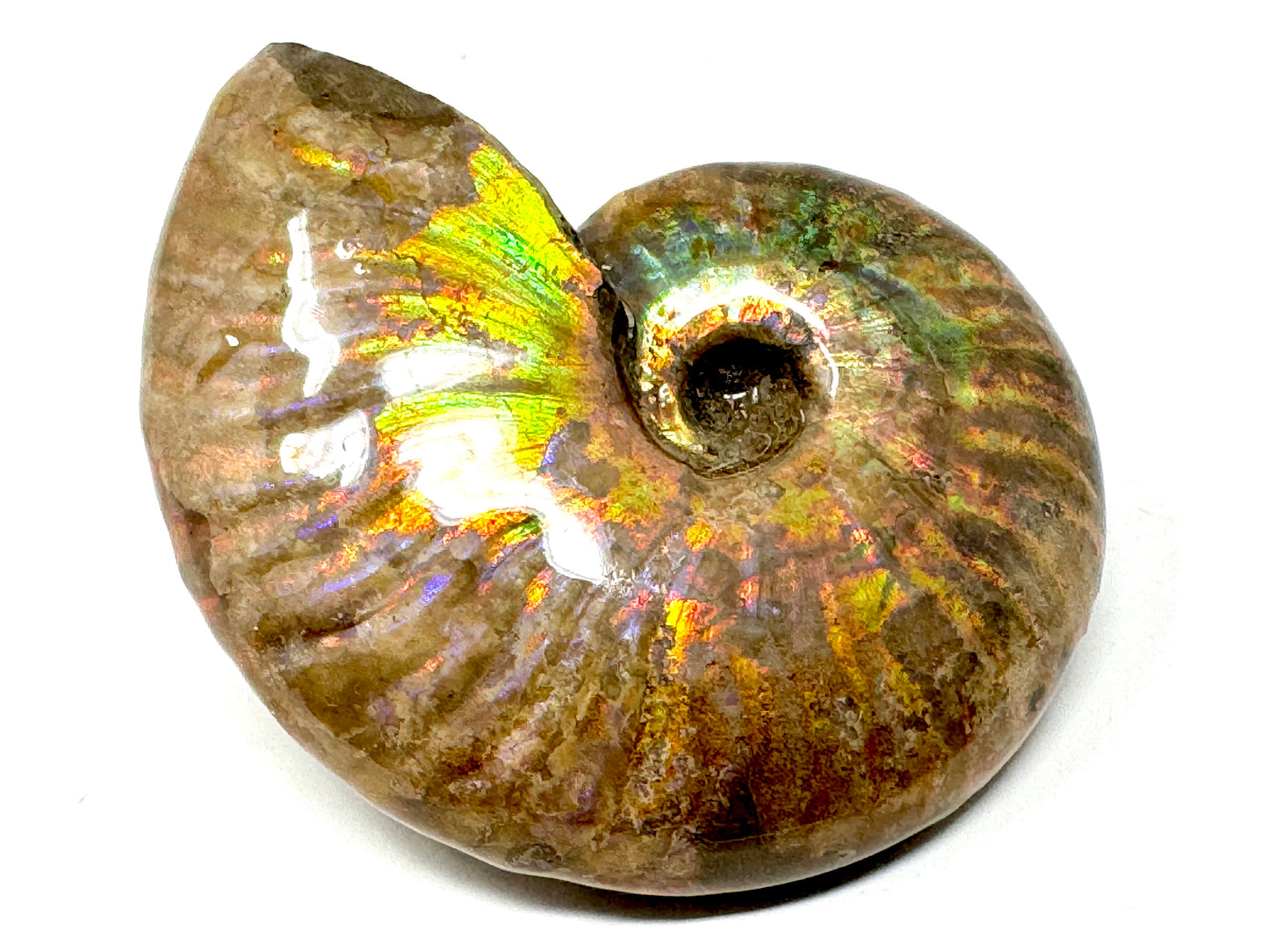 Rainbow Iridescent Ammonite Fossil 4.9cm