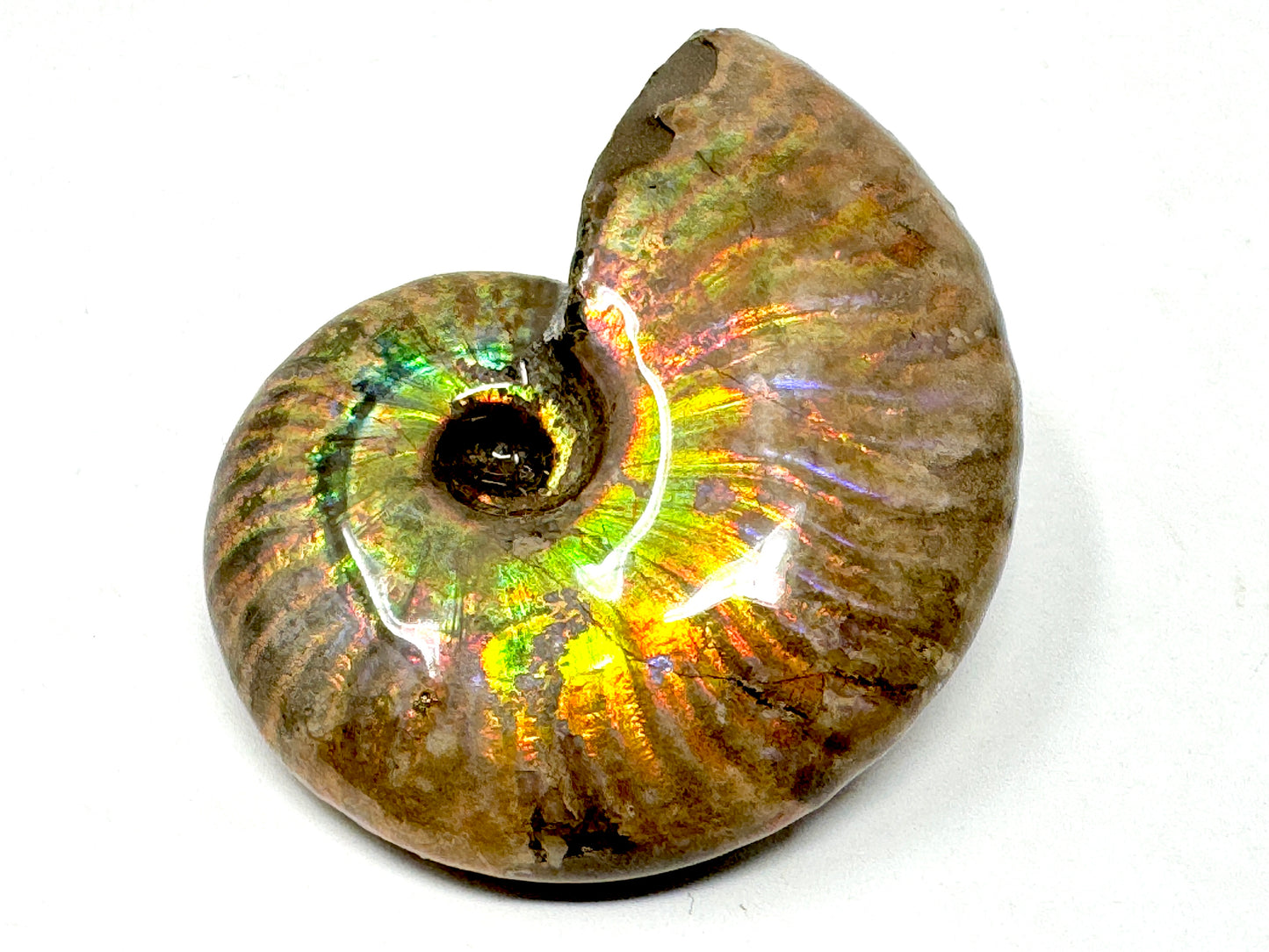 Rainbow Iridescent Ammonite Fossil 4.9cm