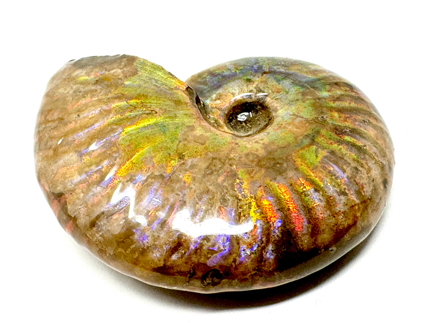 Rainbow Iridescent Ammonite Fossil 4.9cm