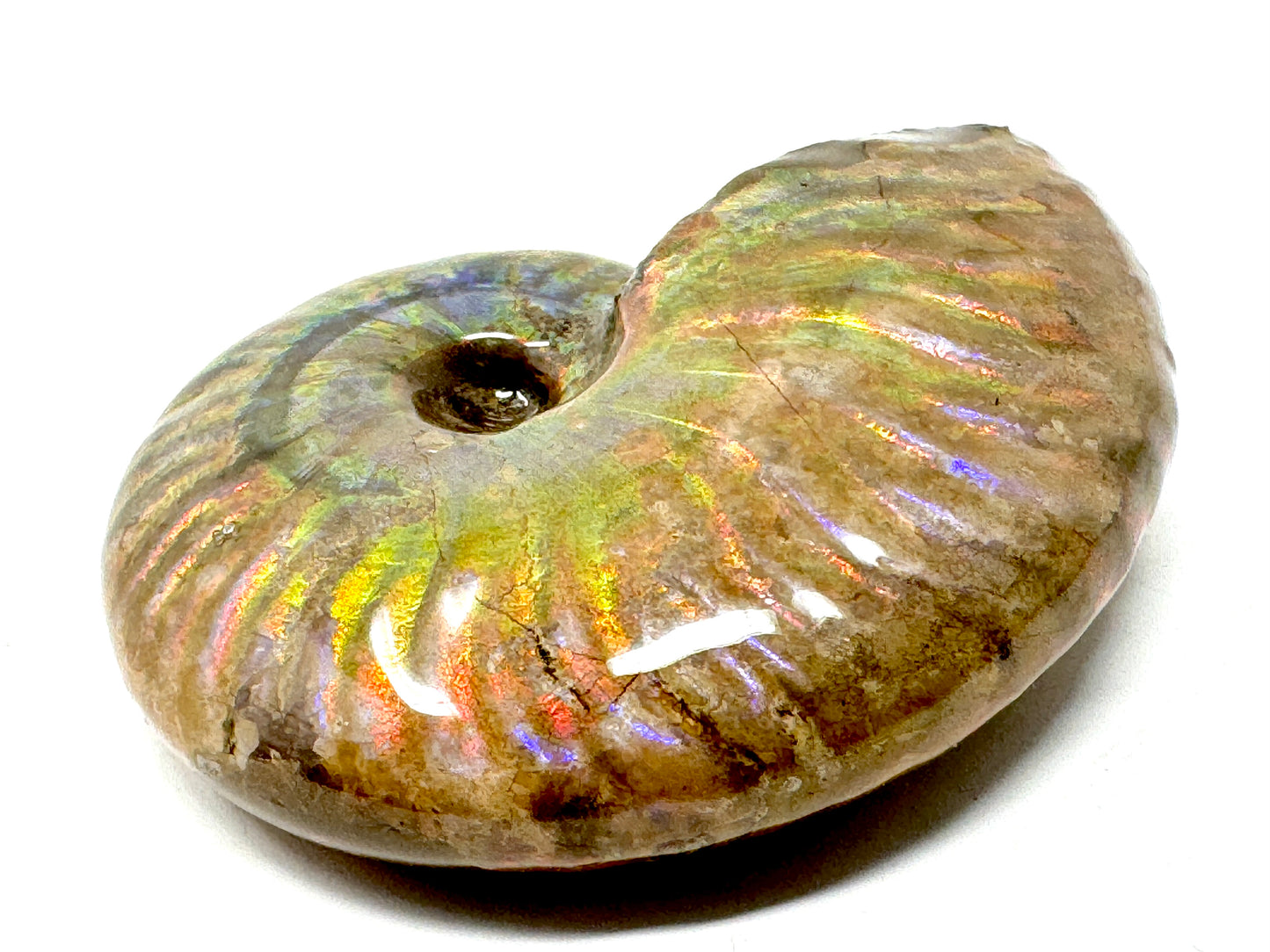 Rainbow Iridescent Ammonite Fossil 4.9cm