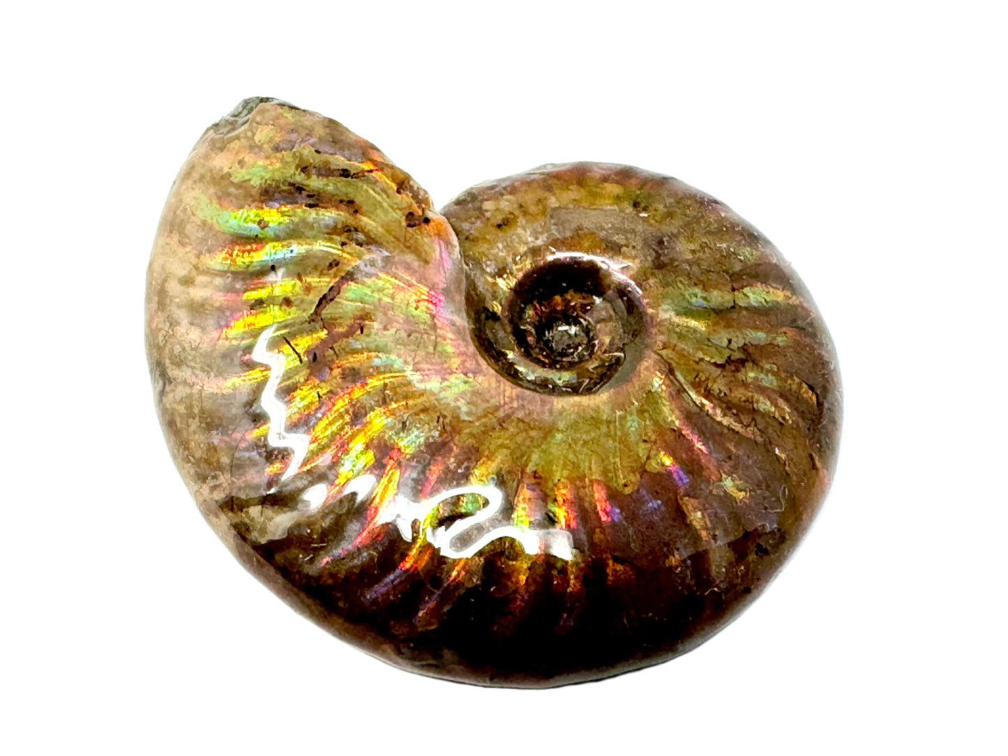 Rainbow Iridescent Ammonite Fossil 4.8cm