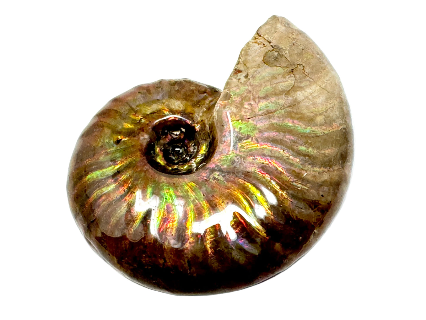 Rainbow Iridescent Ammonite Fossil 4.8cm