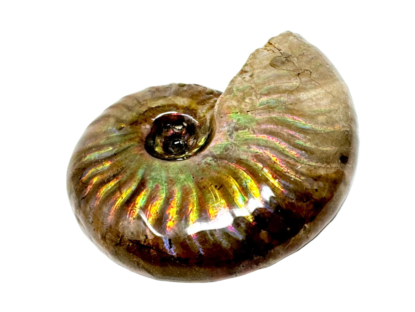 Rainbow Iridescent Ammonite Fossil 4.8cm