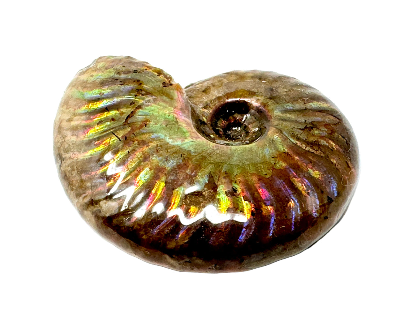 Rainbow Iridescent Ammonite Fossil 4.8cm