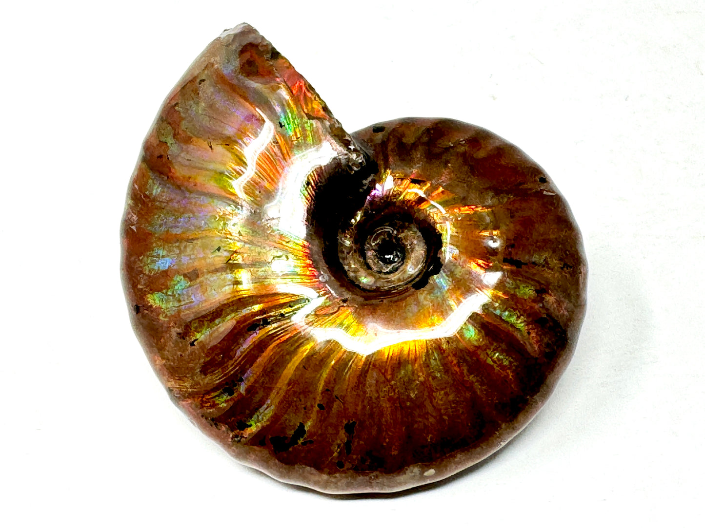 Rainbow Iridescent Ammonite Fossil 5.4cm