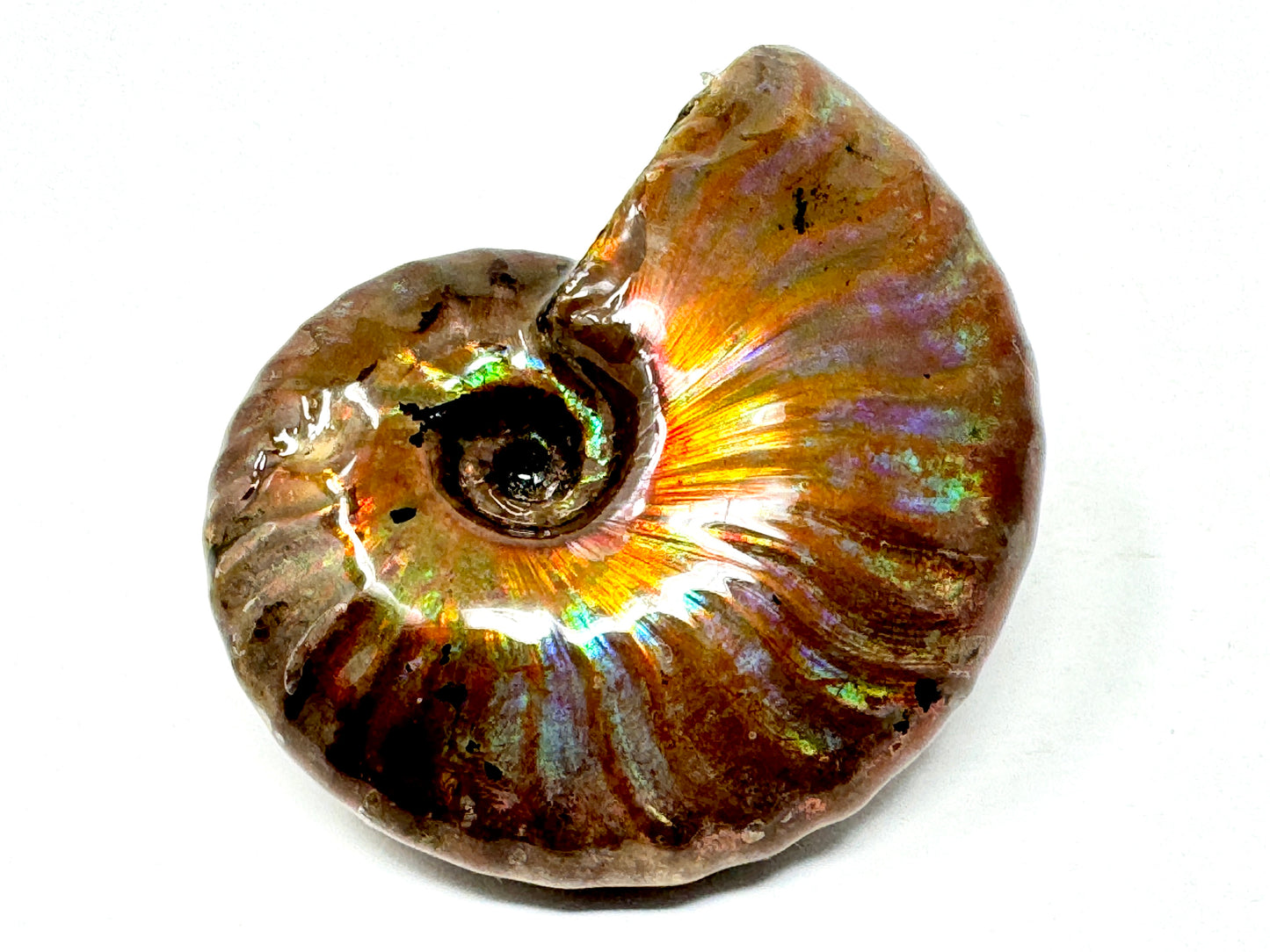 Rainbow Iridescent Ammonite Fossil 5.4cm