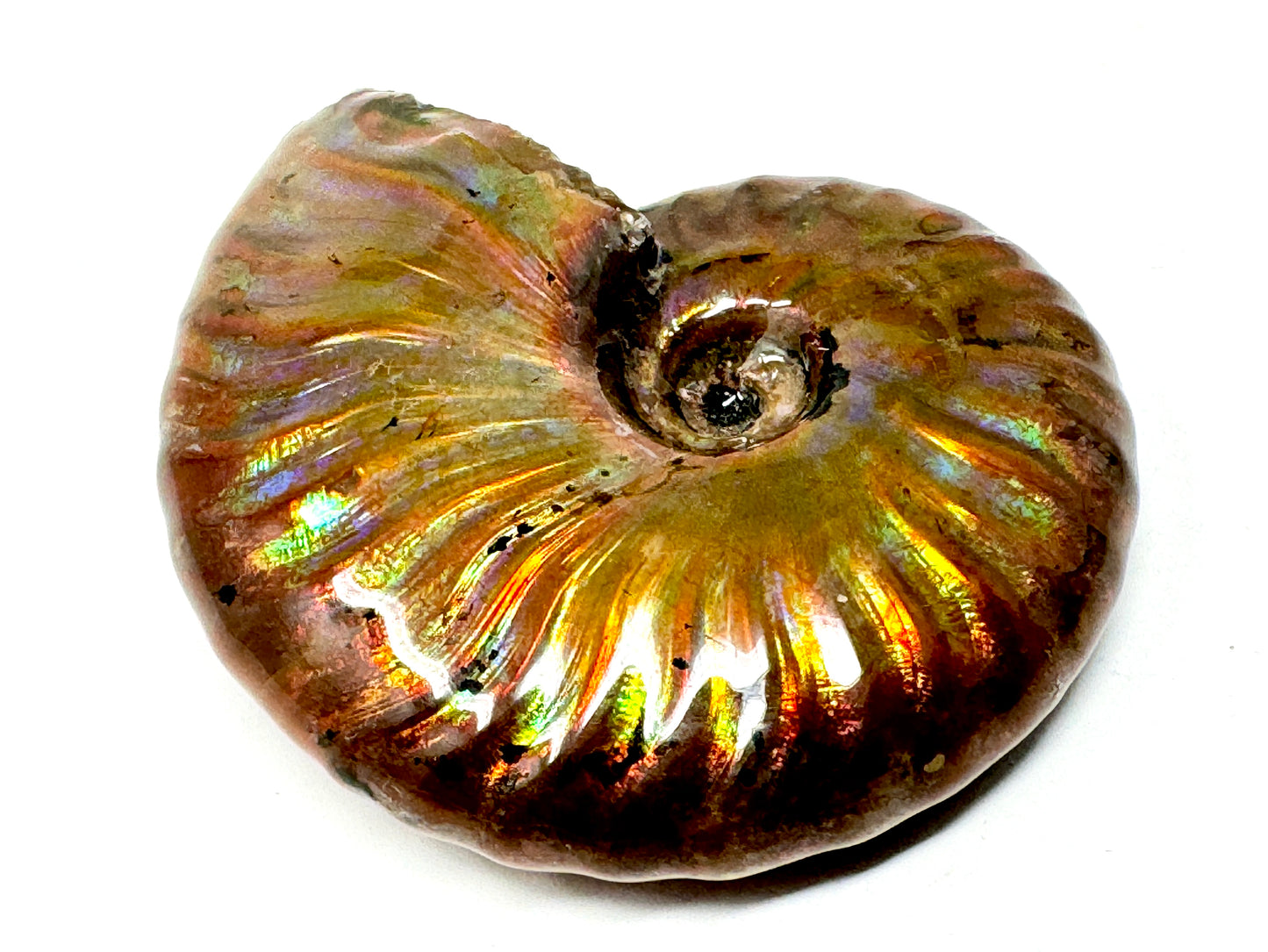 Rainbow Iridescent Ammonite Fossil 5.4cm