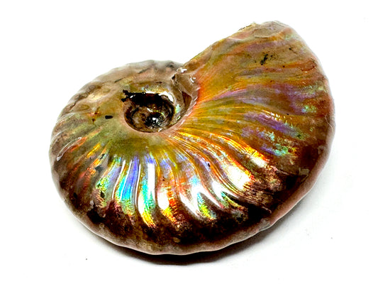 Rainbow Iridescent Ammonite Fossil 5.4cm