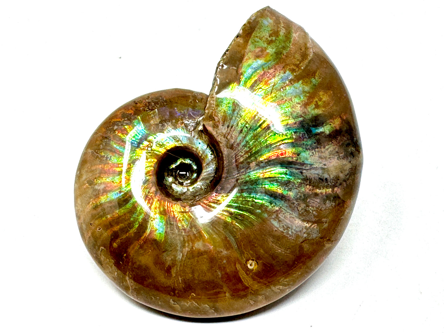 Rainbow Iridescent Ammonite Fossil 4.8cm