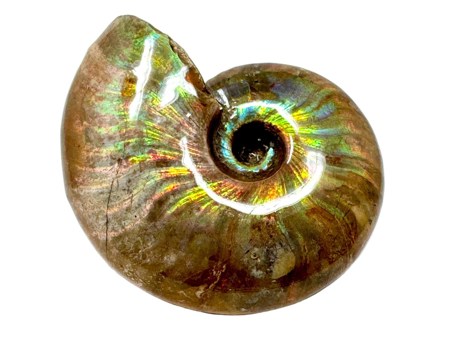 Rainbow Iridescent Ammonite Fossil 4.8cm