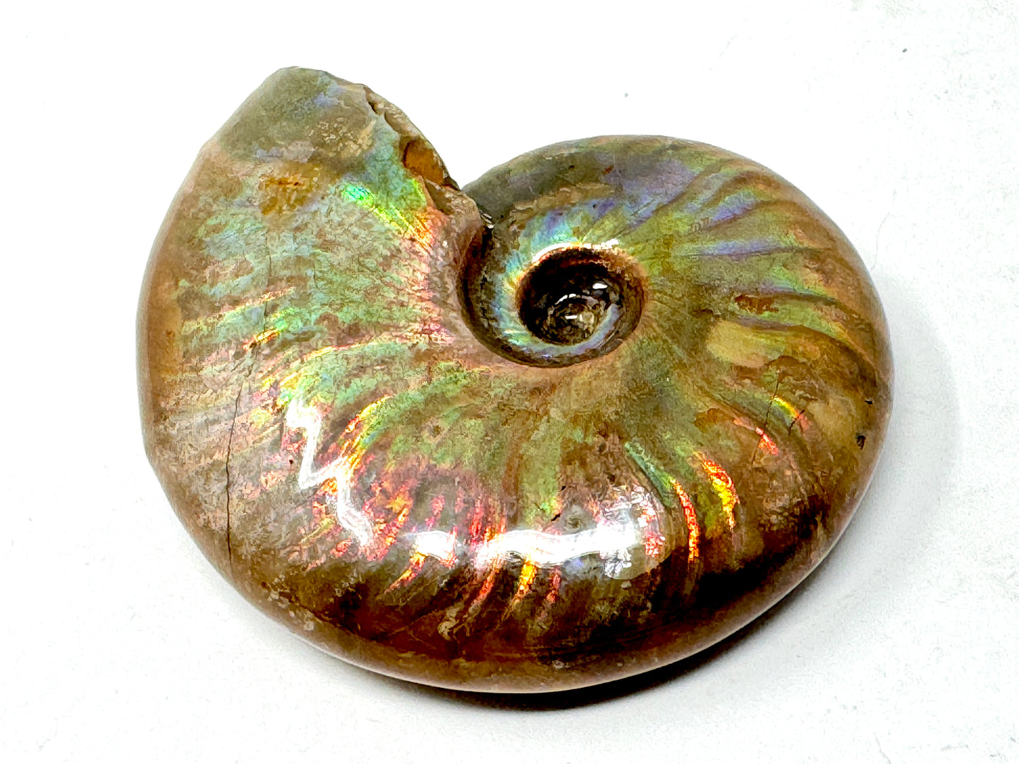 Rainbow Iridescent Ammonite Fossil 4.8cm