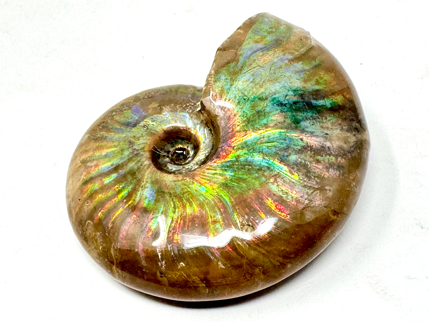 Rainbow Iridescent Ammonite Fossil 4.8cm