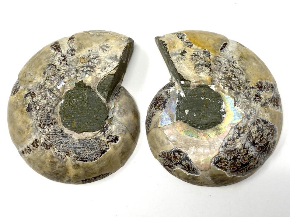 Ammonite Pair 4.9cm