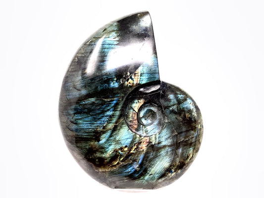 Labradorite Ammonite Crystal Carving Large 19.5cm