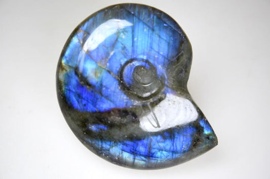 Labradorite Ammonite Crystal Carving 5.8cm