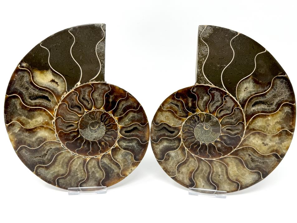 Ammonite Pair Large 18cm