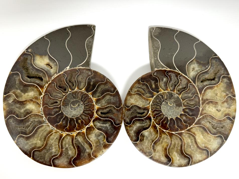 Ammonite Pair Large 18cm