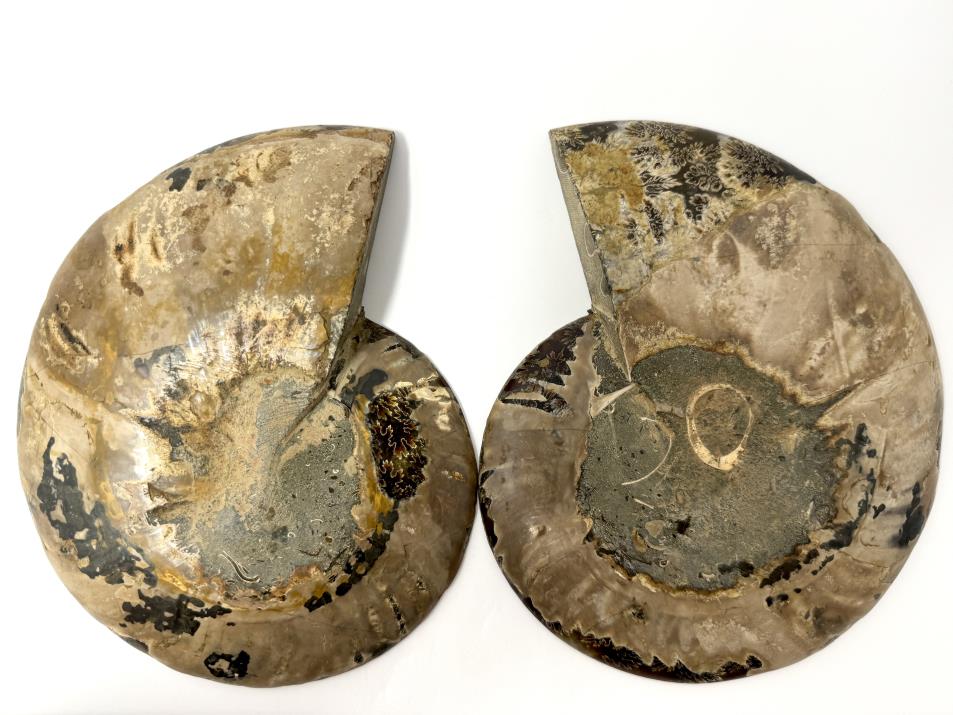 Ammonite Pair Large 18cm