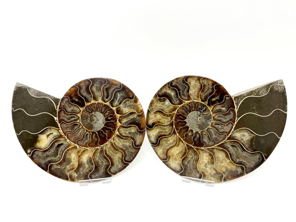 Ammonite Pair Large 18cm