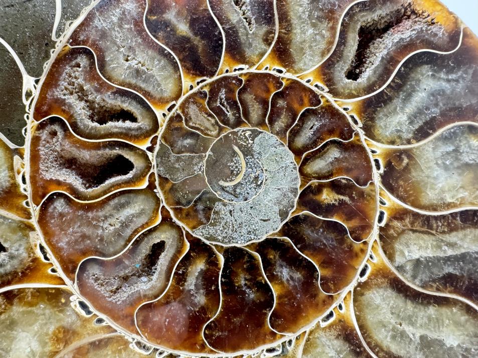 Ammonite Pair Large 18cm