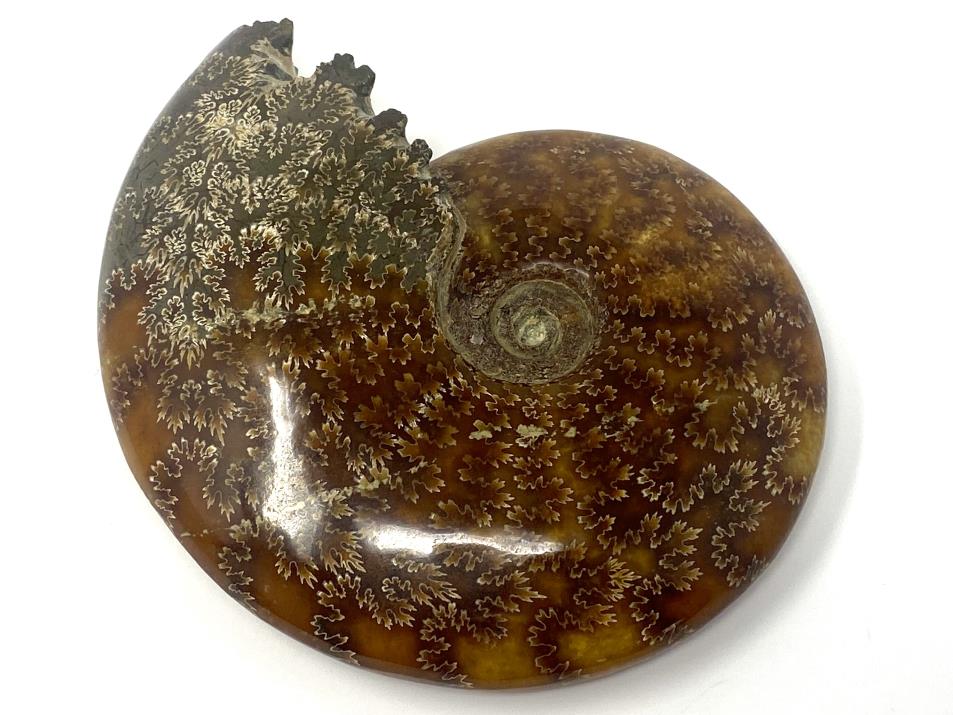 Ammonite Cleoniceras Polished Large 16.2cm