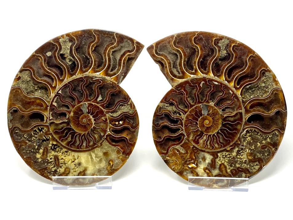 Ammonite Pair Very Large 21.5cm