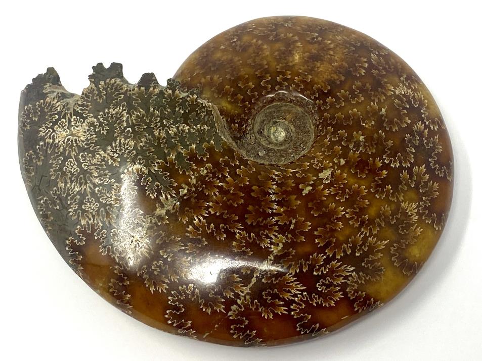 Ammonite Cleoniceras Polished Large 16.2cm