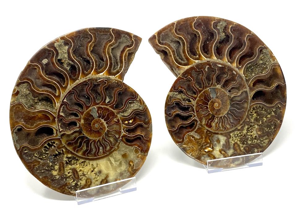 Ammonite Pair Very Large 21.5cm