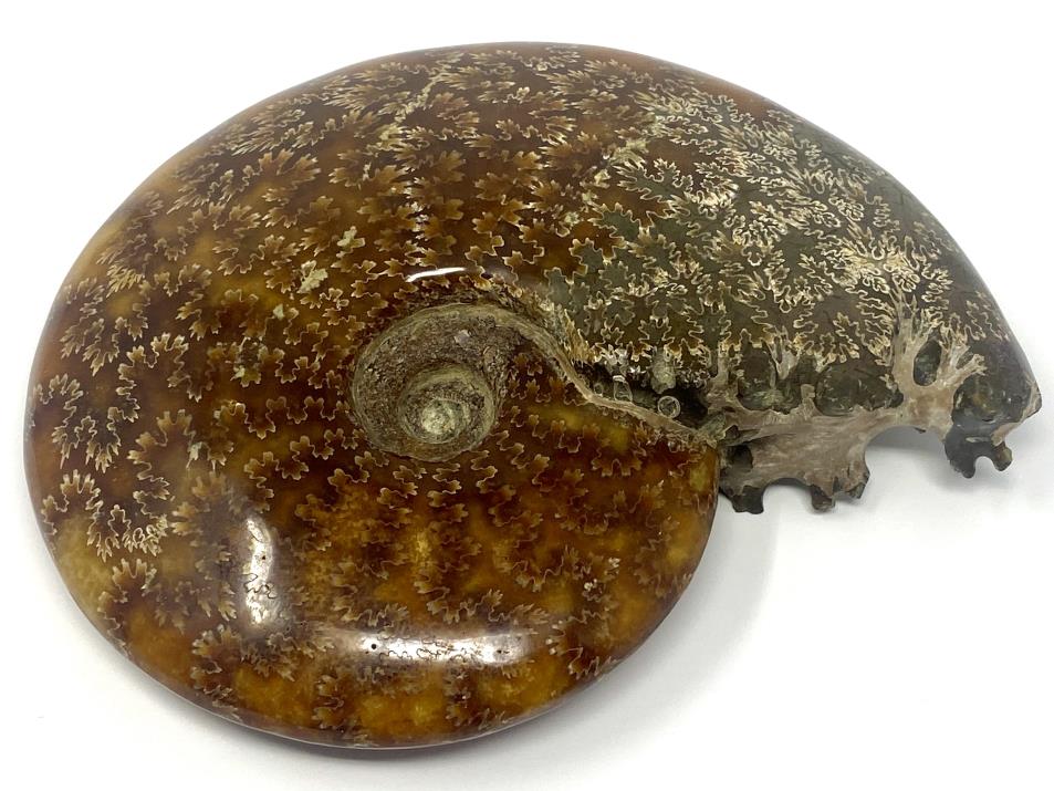 Ammonite Cleoniceras Polished Large 16.2cm