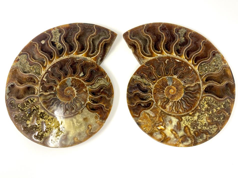 Ammonite Pair Very Large 21.5cm