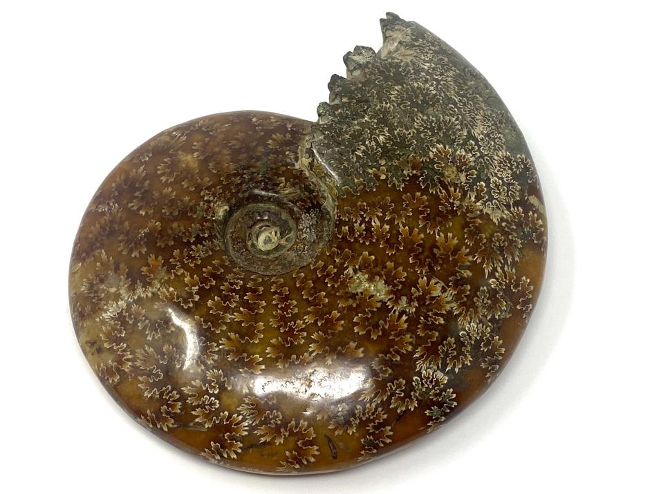 Ammonite Cleoniceras Polished Large 16.2cm