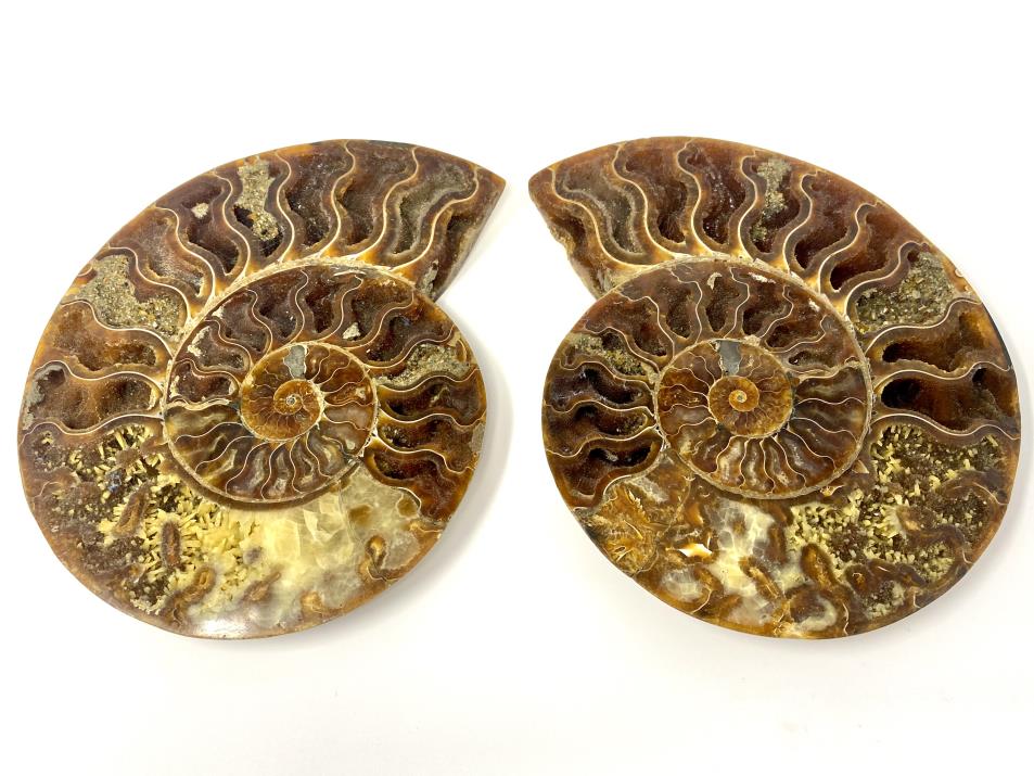 Ammonite Pair Very Large 21.5cm