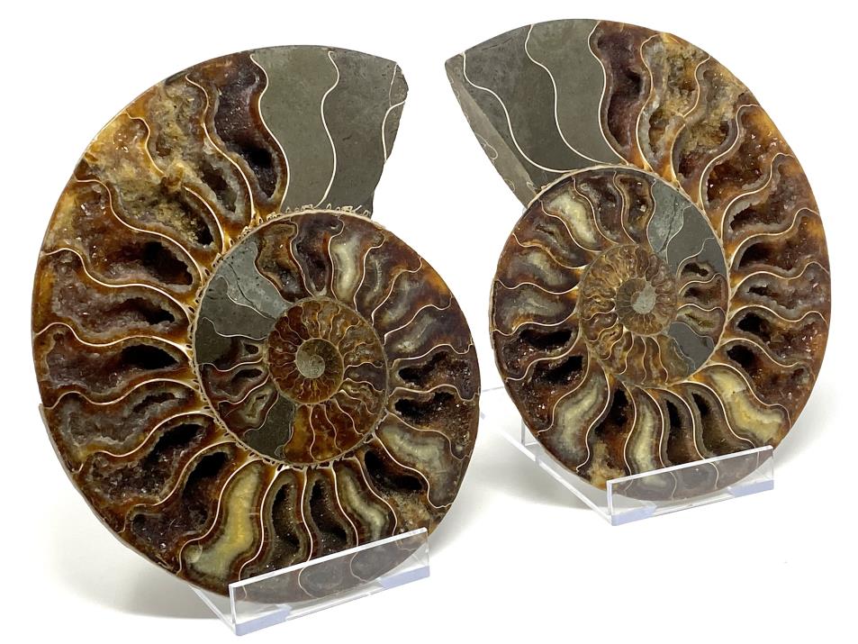 Druzy Ammonite Pair Very Large 20.2cm