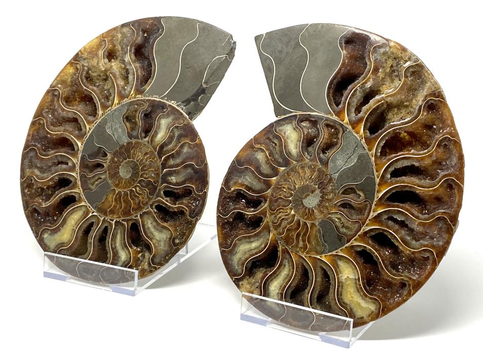 Druzy Ammonite Pair Very Large 20.2cm