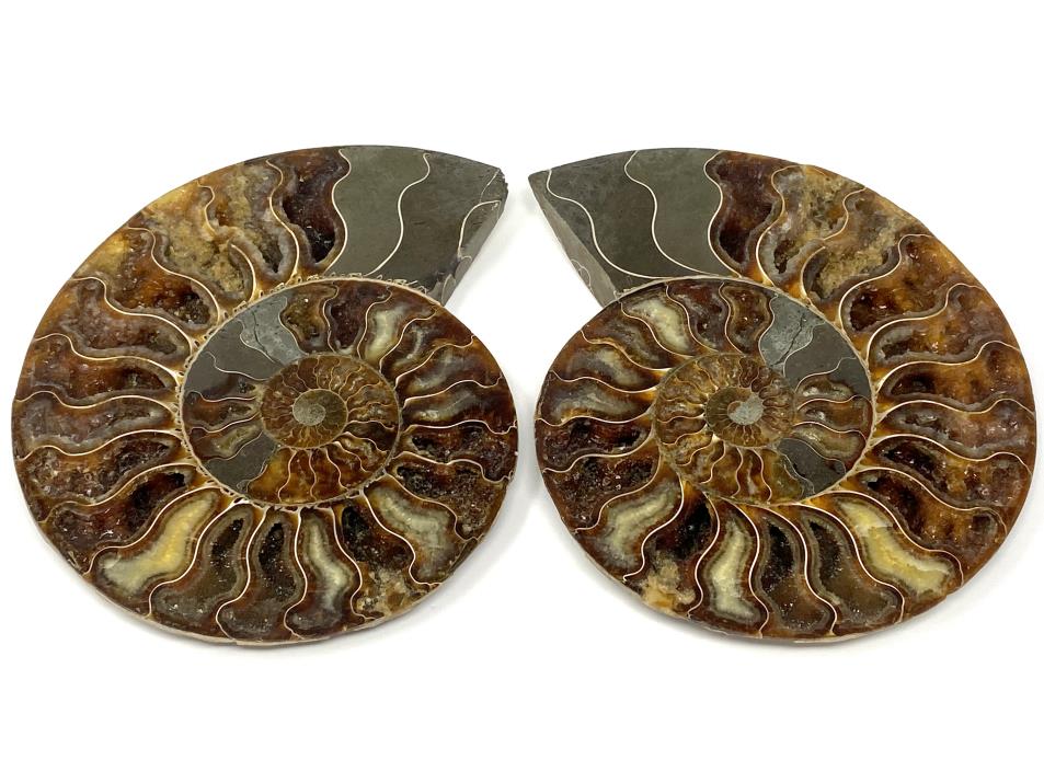 Druzy Ammonite Pair Very Large 20.2cm