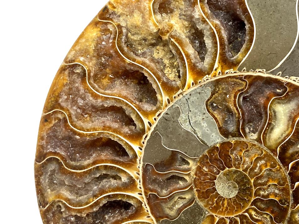 Druzy Ammonite Pair Very Large 20.2cm