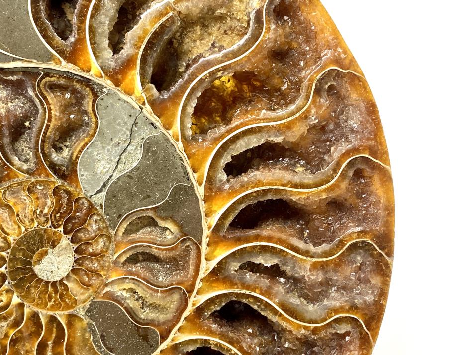 Druzy Ammonite Pair Very Large 20.2cm